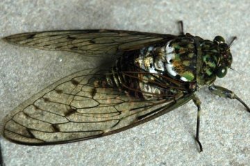 Cicada for your lunchtime serenade