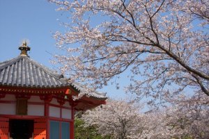 Aizen-do surrounded by sakura