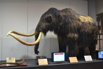 The ‘Mammoth’ exhibit