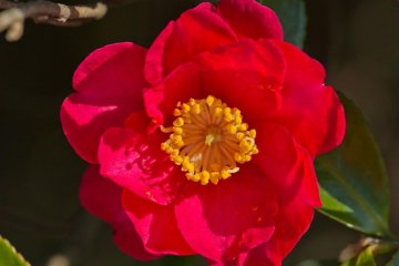 One of many beautiful red camellia blossoms