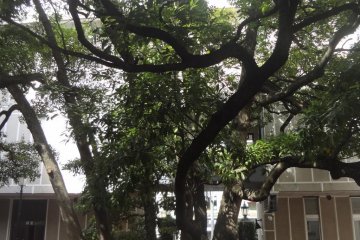 A living witness: A camphor tree