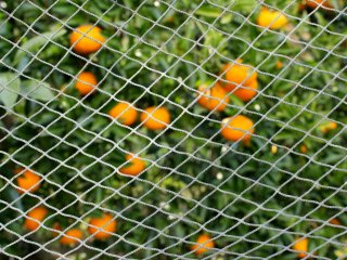 Nous sommes passé devant plusieurs orangers pleins de fruits prêts à être cueillis. Sur le chemin, nous pouvions simplement acheter des oranges pour 100￥ (0,7 euro)