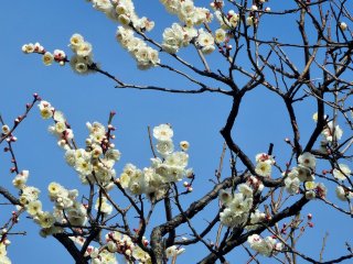 White blossoms make an excellent contrast against a blue sky
