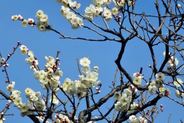 <p>White blossoms make an excellent contrast against a blue sky</p>
