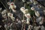 Early Plum Blossoms in Ikegami