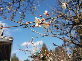 Chùa Naritasan trồng rất nhiều cây mơ nở hoa từ cuối tháng 2 đến đầu tháng 3