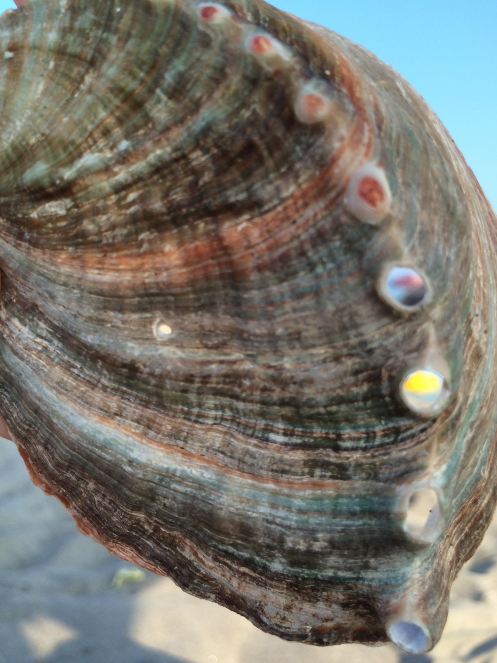 Find some seashells.