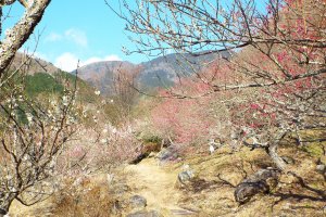 Hiking Mt Makuyama