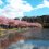 Bunga Sakura Semenanjung Miura