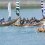 The Murakami Suigun Boat Race