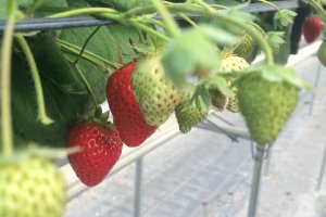 Strawberries ready to be picked (and ones that will be ready for future visitors!)