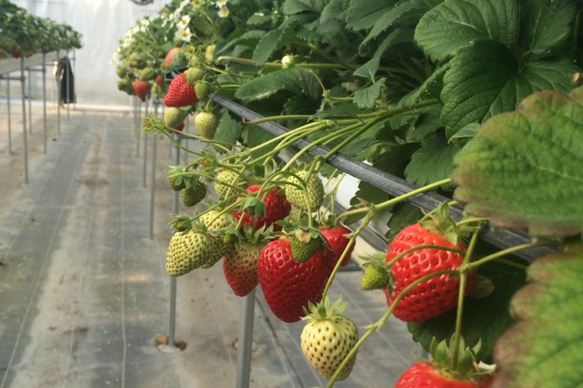 Long rows of strawberries.