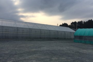 One of many greenhouses filled with rows of strawberries.
