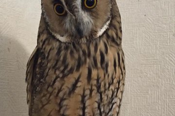 This owl was new, still in training, and a bit shy