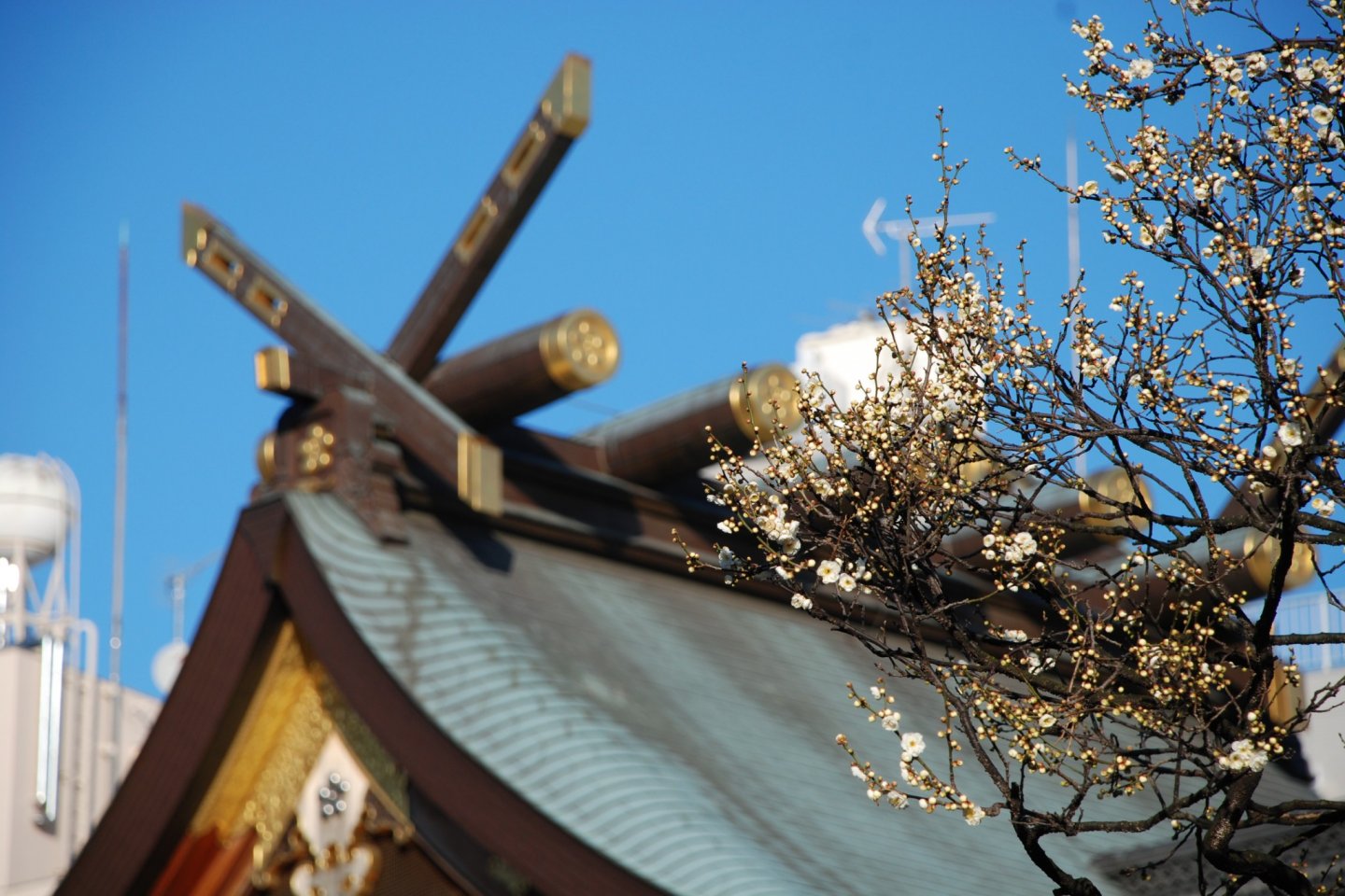 Les fleurs de prunier et le sanctuaire Yushima Tenjin