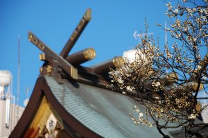 Les fleurs de prunier et le sanctuaire Yushima Tenjin