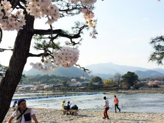 Arashiyama est un endroit populaire pour les cerisiers en fleurs