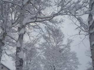 The snow catching in the trees of Hirafu Village
