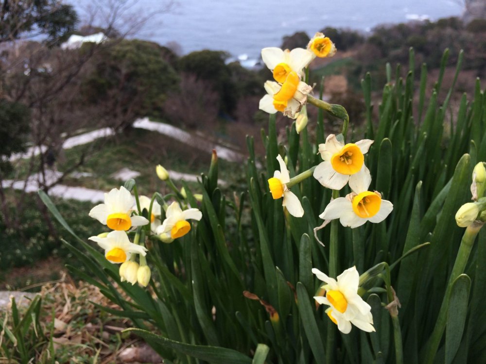 Fields of winter-blooming daffodils stretch as far as the eye can see on the coast of Echizen. These flowers, which brave the cold winter wind to bloom, are said to represent the resilience of the people of Fukui and are a longstanding symbol of the prefecture