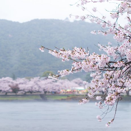 Kintaikyo Cherry Blossoms