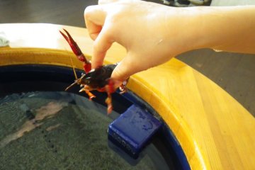 A highlight is the hands-on observation pool; try holding a crayfish like this