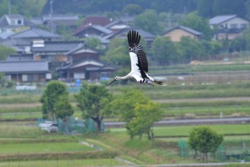 The oriental white stork in mid flight