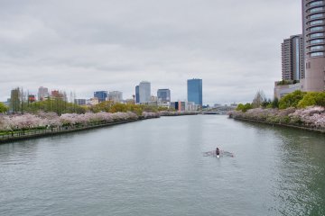 Сакура Круиз на реке Окава в Осаке