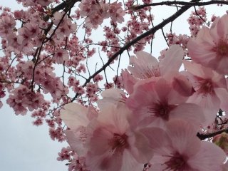 As flores de cerejeira podem ter vários tons de rosa e branco
