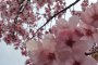 Primeiras Flores de Cerejeira em Chiba