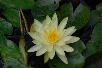 The Divine Lotus