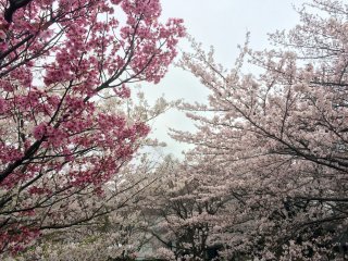 Many types of sakura.