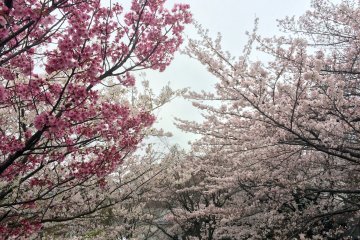 Many types of sakura.