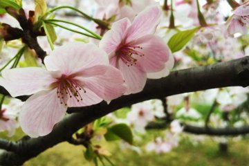 Gorgeous blossoms near the river.