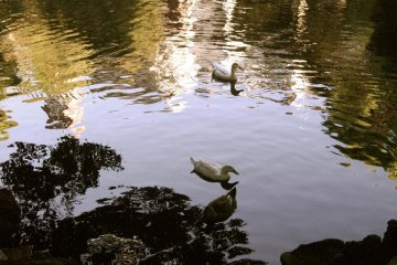 The pond was beautiful and filled with ducks, turtles and coy; reason enough to visit the shrine grounds