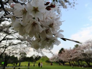 Bunga-bunga sakura dan Gunung Fuji