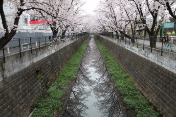 아사오 강에 반사되는 벚꽃