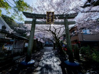 Bunga sakura yang cantik berjejer di jalan menuju kuil.