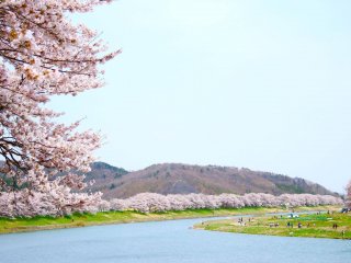 ゆったり流れる白石川沿いに咲く桜