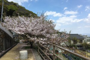 Pepohonan sakura di depan Kuil Ioji