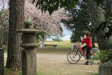 Amanohashidate Cherry Blossoms