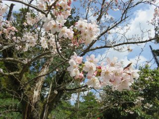 jika Anda memiliki mata yang tajam, Anda dapat melihat pohon sakura sesekali, terutama banyak dari mereka di bagian selatan, di mana ada sebuah kafe dan kuil juga. Itu membuat untuk tempat yang sempurna untuk piknik di tepi pantai atau di bawah bunga sakura.