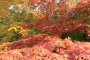  Осень в парке Уэно