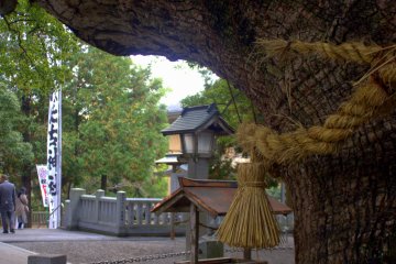 Heavy hempen rope around the sacred camphor tree