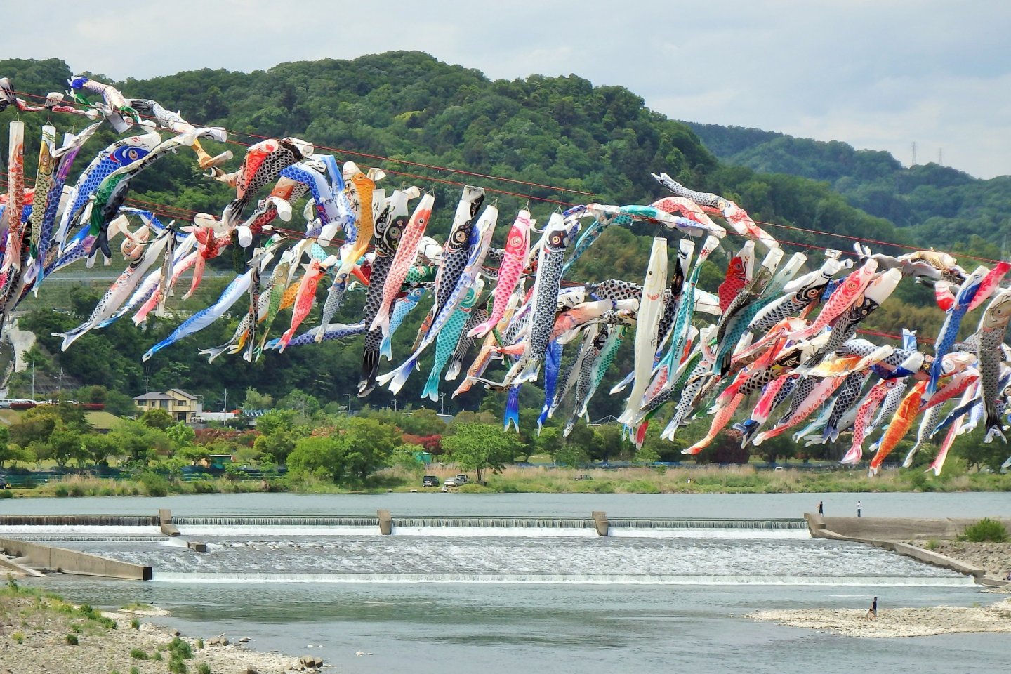 Koi-no-bori yang tergantung di atas Sungai Sagami