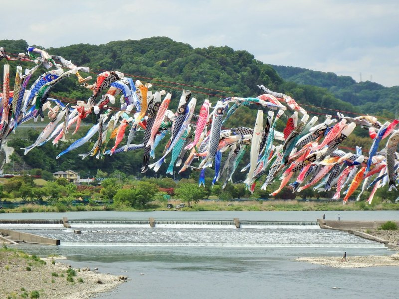 Koi-no-bori hanging over the Sagami River.
