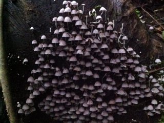Mushrooms anyone?