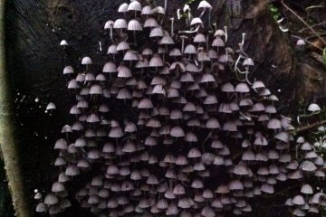 Mushrooms anyone?