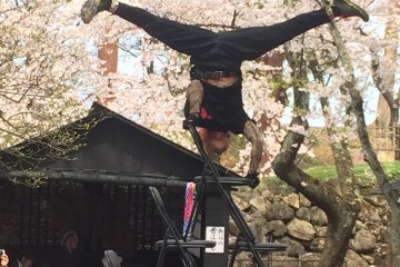 A street performer balancing on chairs with the cherry trees as a backdrop