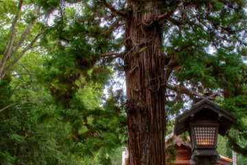 Akimiya's ancient (several hundered years old) snoring tree