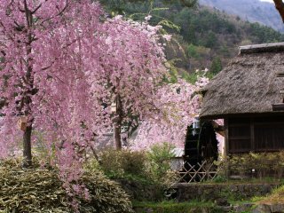 Uma cerejeira chorona junto à azenha da aldeia